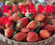 默默无名！瓦拉多利所有点异彩张扬